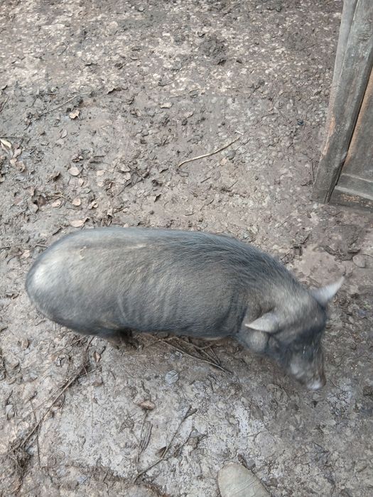 Продам вьетнамских поросят свиней