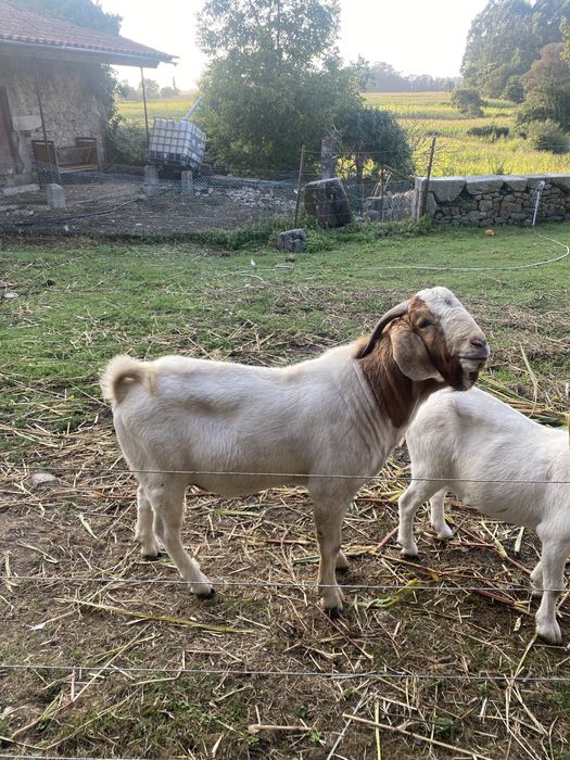 Vendo cabrito macho boer puro