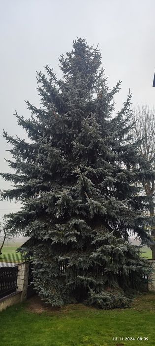 Świerk srebrzysty, srebrny oddam za ...