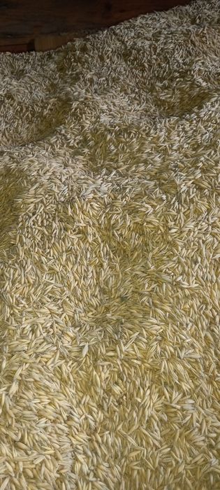 Sprzedam piekny owies