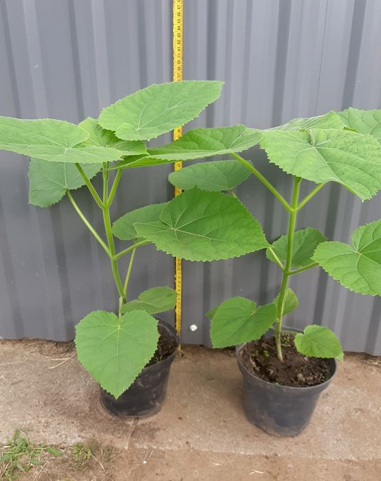 Drzewa tlenowe   paulownia