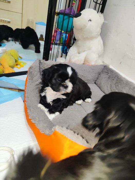 Shih tzu  gotowa