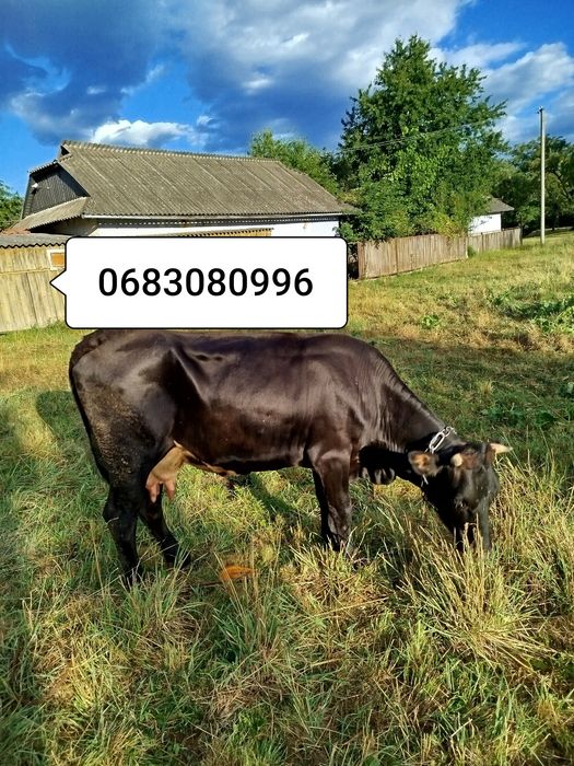 продам молоду корову циганка
