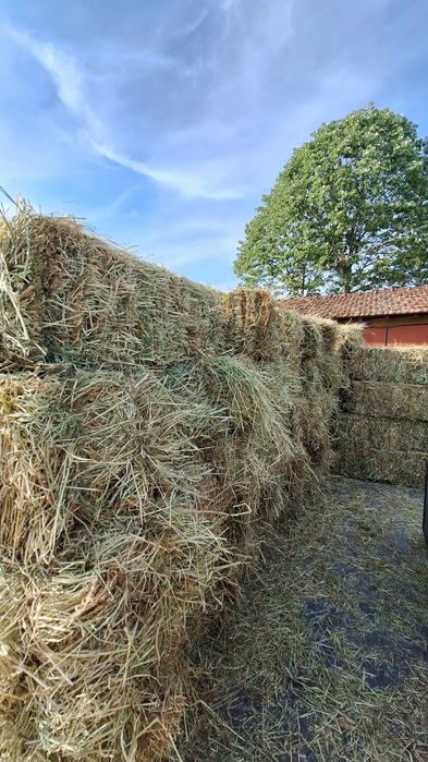 Fardos de palha azevem