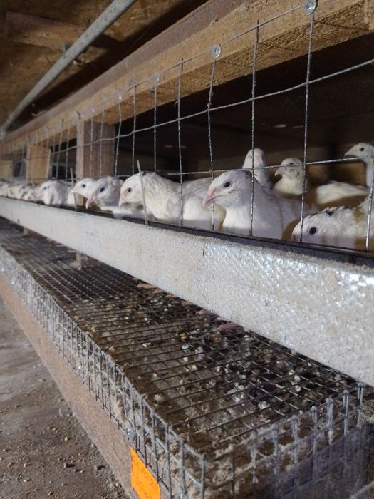 Клітки для перепелів під замовлення.