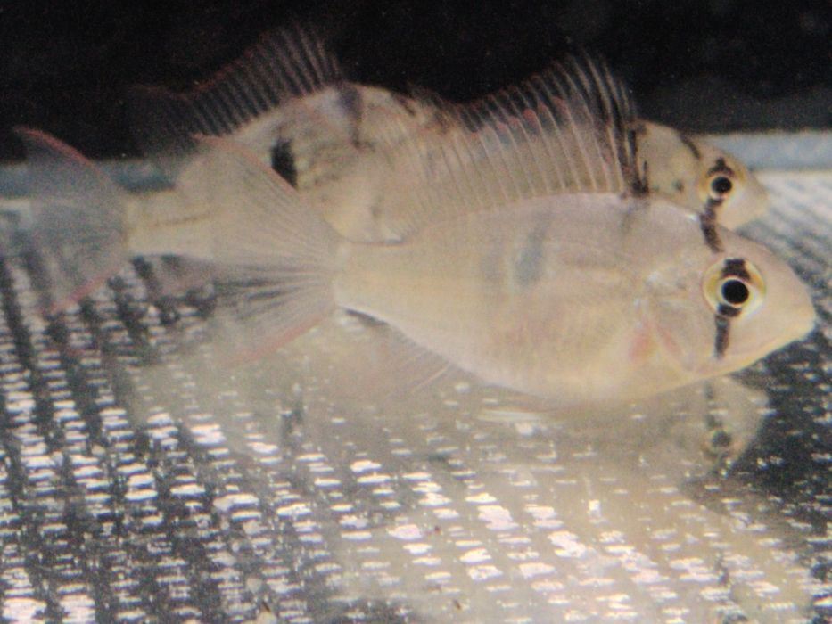 Ramirezis Para venda