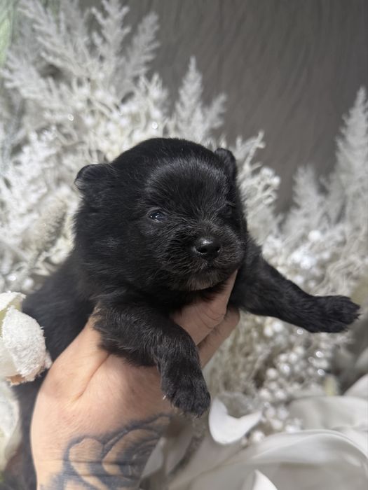 Szpic miniaturowy Pomeranian