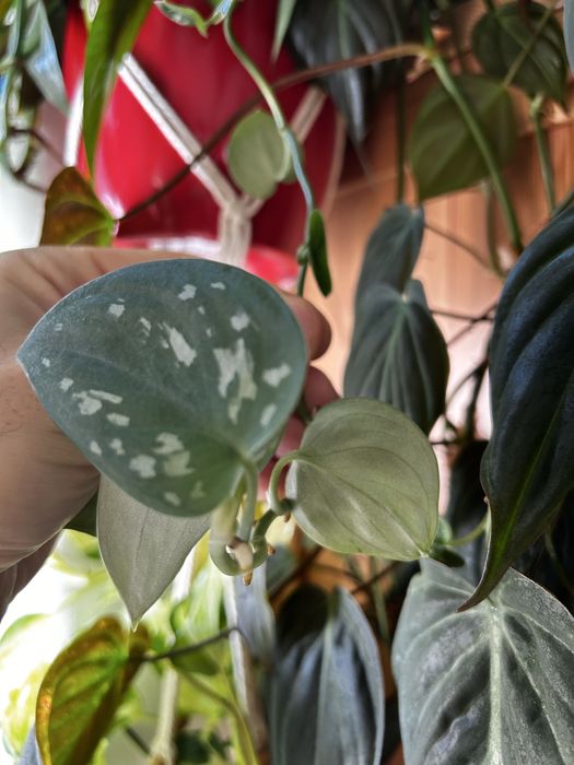 Philodendron Scandens, micans e ep cebu blue