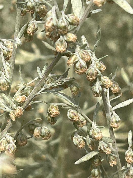 Piołun z lubelskiej Ibizy