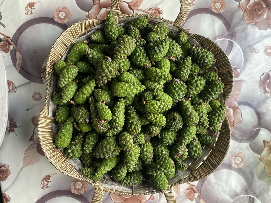 Продам молоді соснові шишки.