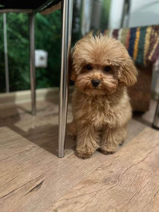 Вʼязка той пудель, міні, з документами