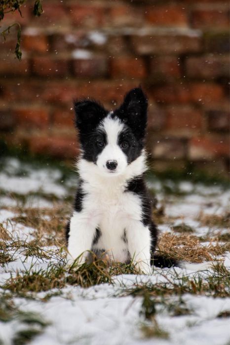 Border collie zkwp