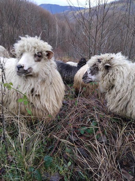 Продам молоді вівці