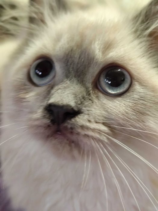 Невская голубоглазка