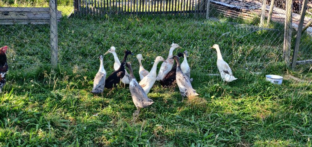 Kaczki biegusy indyjskie