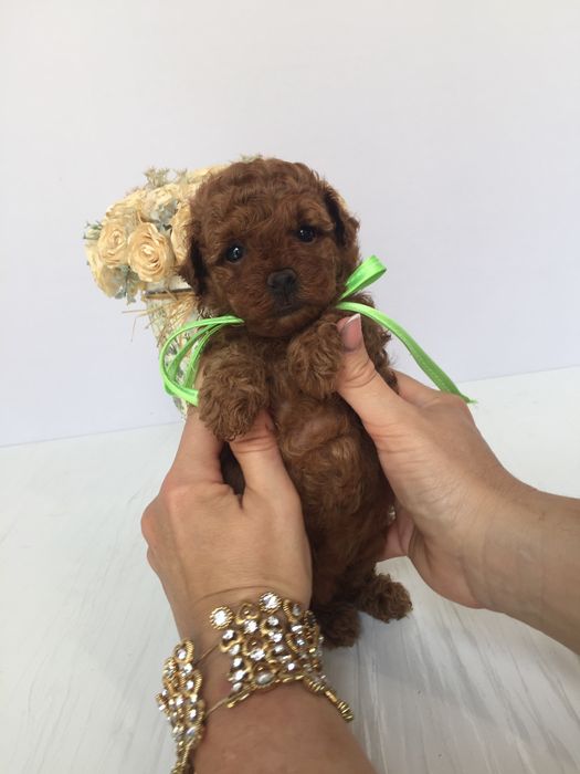 VIP Той-Пуделі  чарівні крихітки чекають на вас