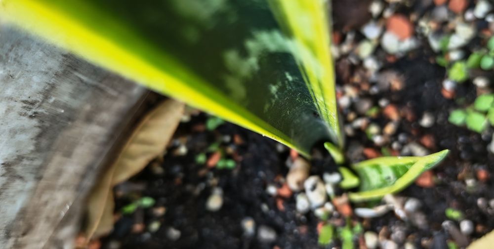 Sansevieria 'Laurentii'