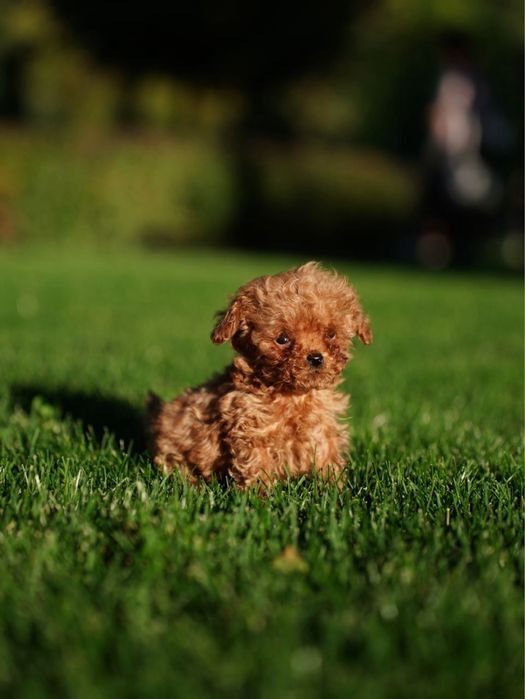 Елітні мальтіпу з особистим супроводом заводчика