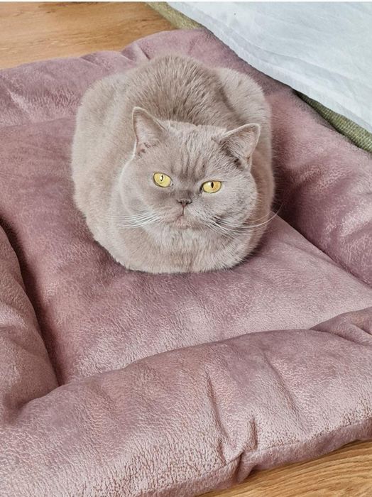 Лежанка, лежак для собак и кошек, спальне місце для собаки