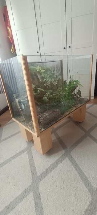 2 Gekony orzesione plus terrarium