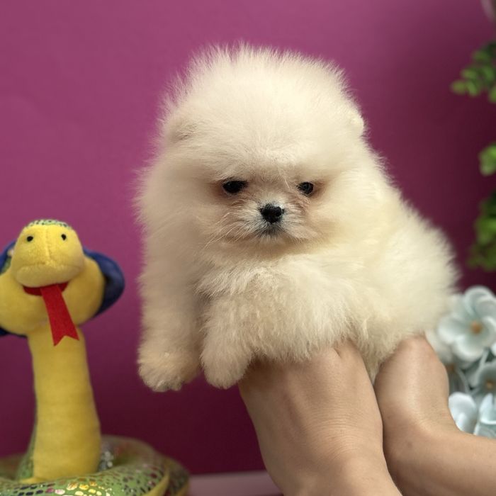 ляльковий Ведмедик шоу классу