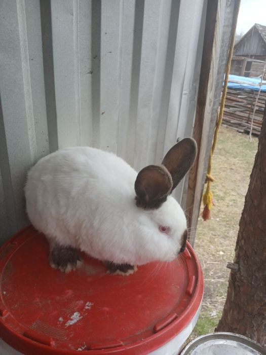 Króliki smace młody