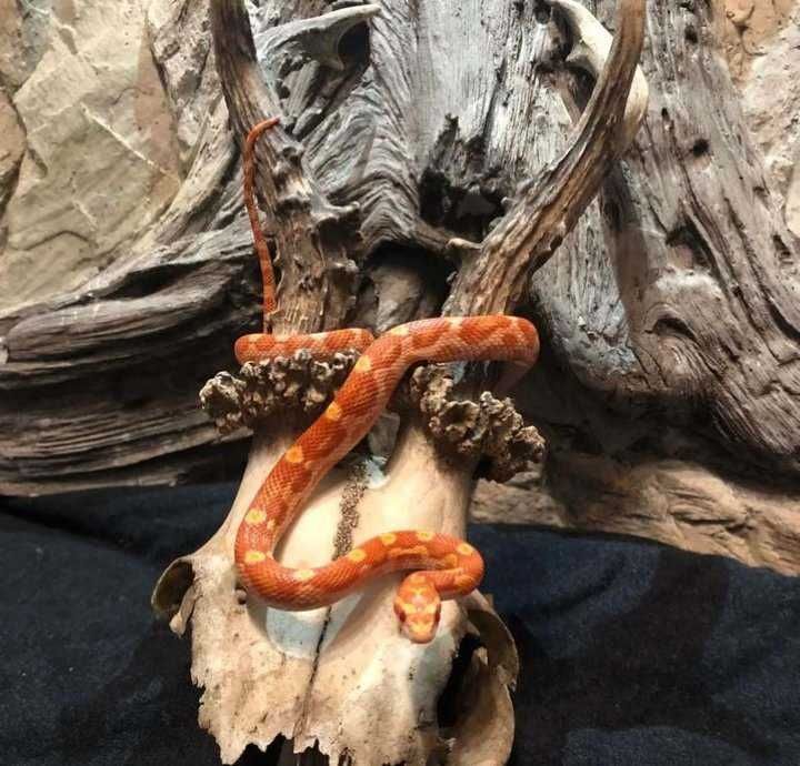 Młoda samiczka węża zbożowego