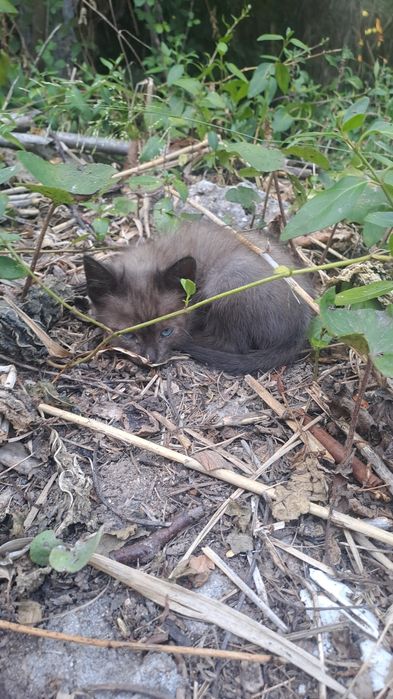 Gatinho castanho para adoção