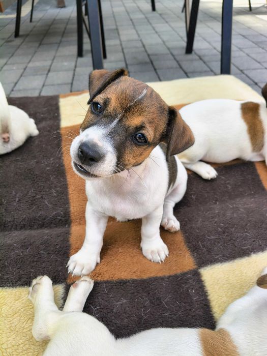 Jack Russell Terrier Suczka