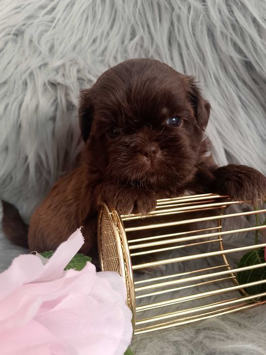 Piękna suczka rasy Shih-Tzu