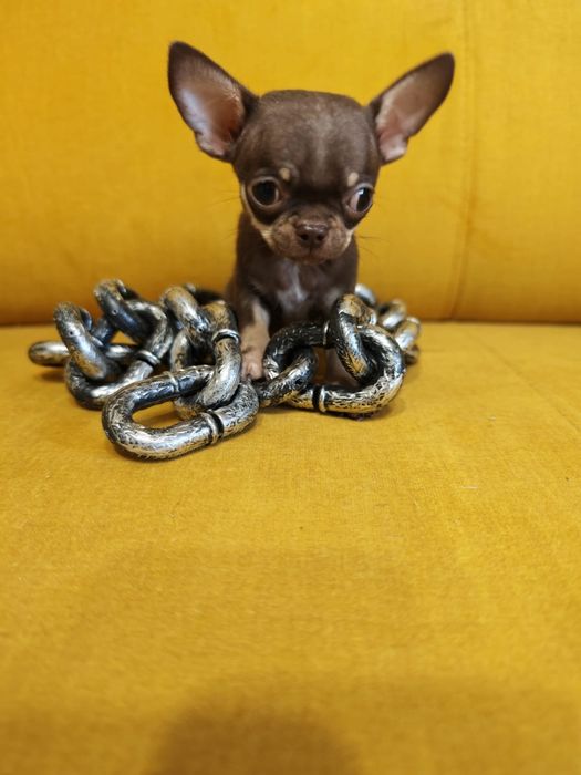 Chihuahua  piesek mini xxs czekoladowy podpalany  juz do odbioru
