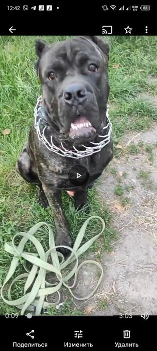 Кане -Корсо ищет невесту