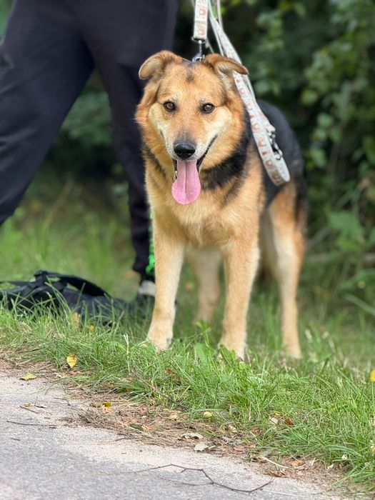 Najwspanialszy Ege szuka domu!