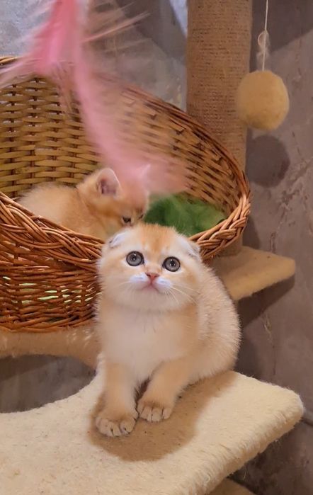 Шотландские медвежьего типа котята