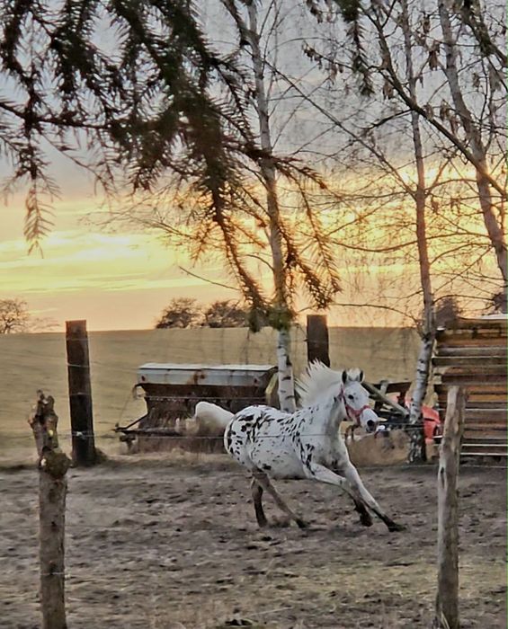 PKS klacz tarantka tarant