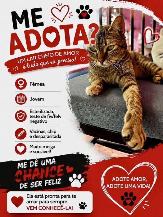 Gata tigrada jovem para adoção responsável