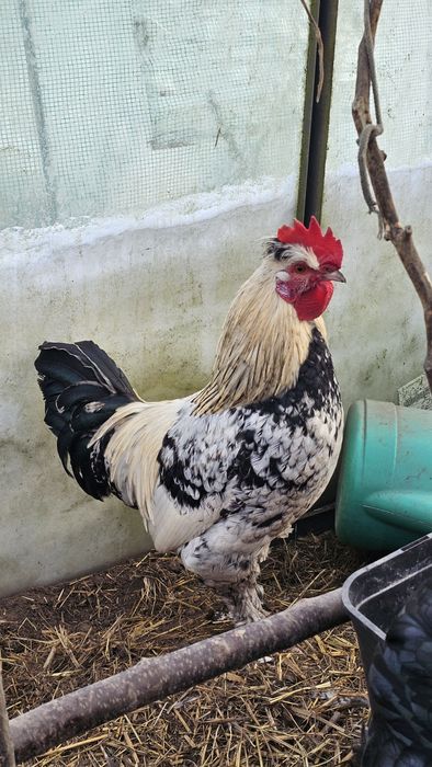 Dzielny młody kogut