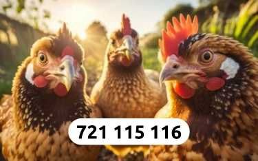 Kury Nioski Dowóz Gratis Cała Polska