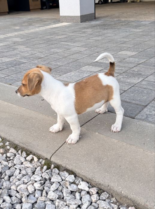 Jack Russell Terrier