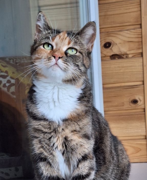 Кішка стерилізована