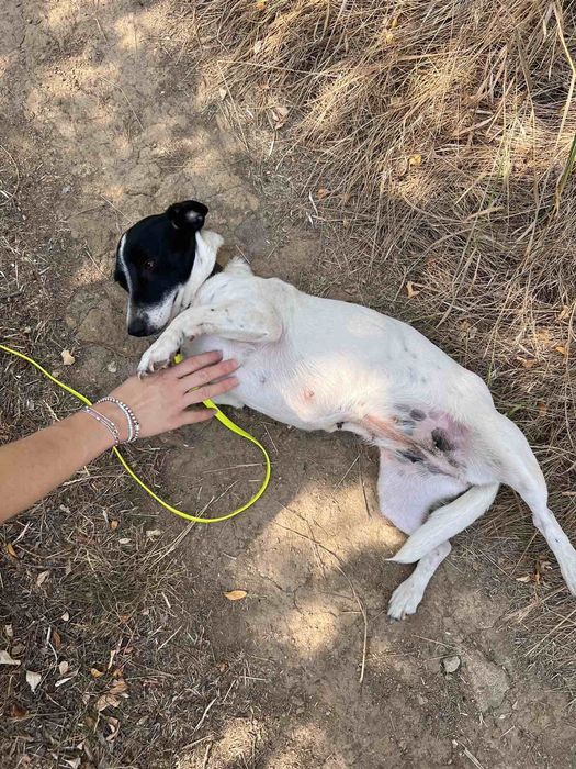 Отдам даром в добрые руки собачку метис мелкой породы