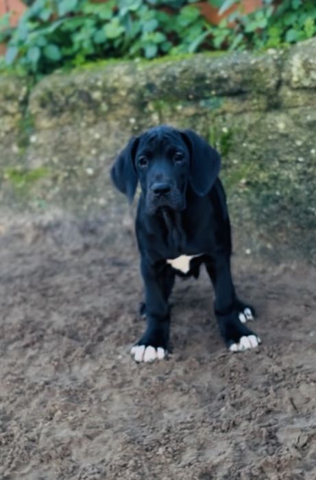 Dogue Alemao femêa preto Lop