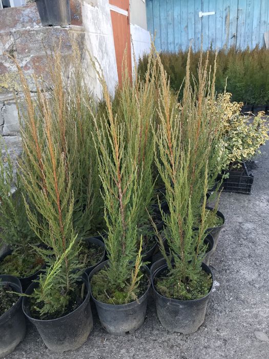 Туя,самшит- доступна ціна-є опт