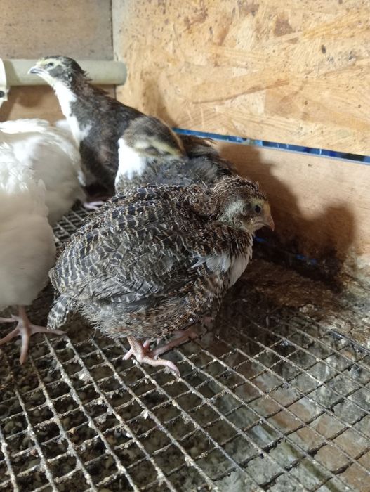 Перепілки пташенята