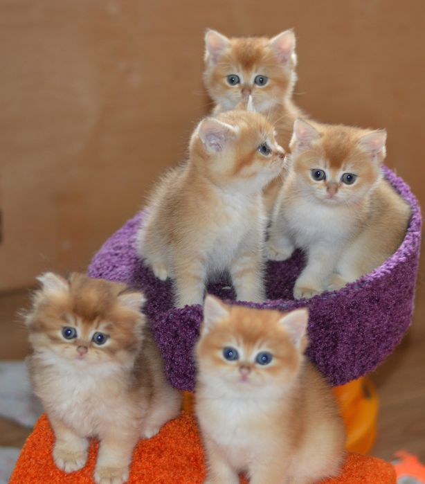 Шикарні котятка шотландці