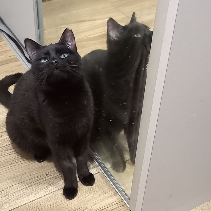 Kicia wciąż czeka na dom.