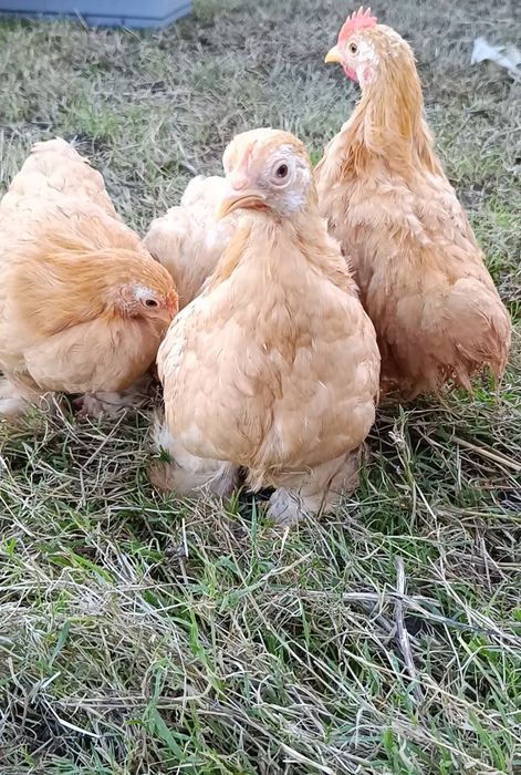 Pekins dourados com 3 meses