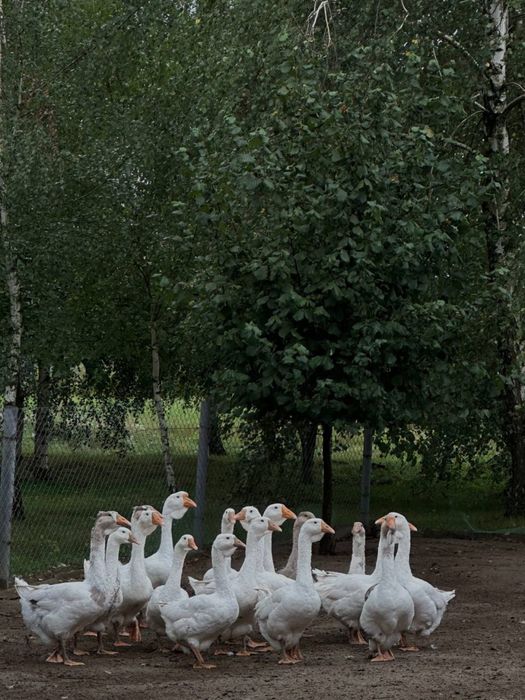Гуси Холмогори