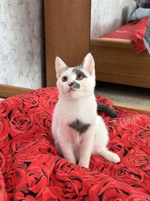 Подрощенные котята в самые заботливые и ответственные руки!