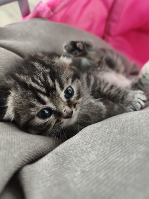 Кошеня скотіш страйт